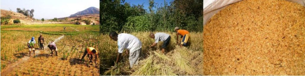 Développement agricole AINGAVAO